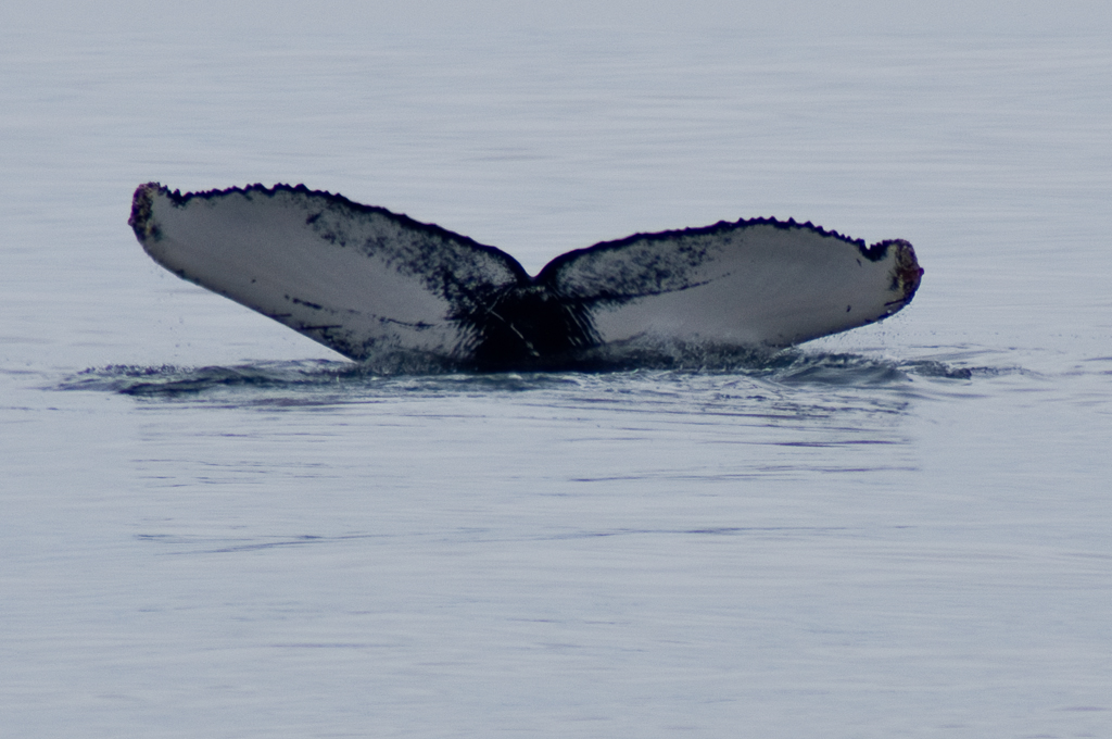 Whale watch, Boston, MA 2012